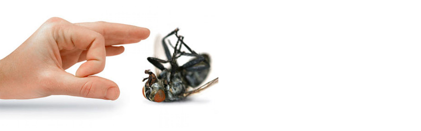 Don't lets pest get best of you